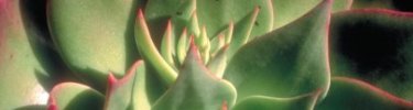 Dudleya candelabrum - Tim Hauf - timhaufphotography.com